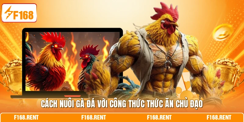 cách nuôi gà đá với công thức thức ăn chủ đạo