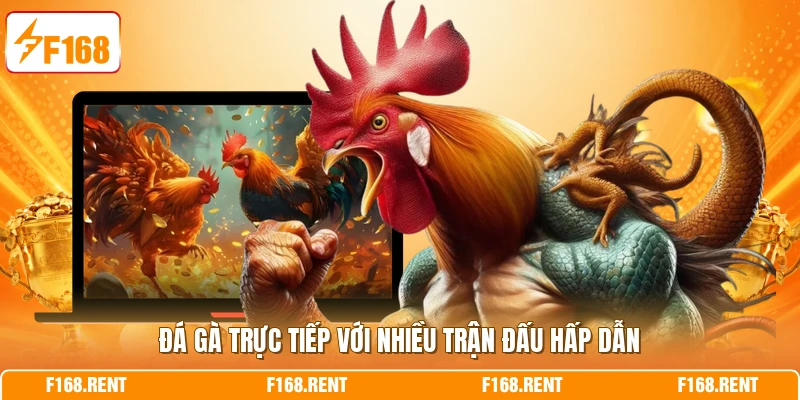 Đá gà trực tiếp với nhiều trận đấu hấp dẫn